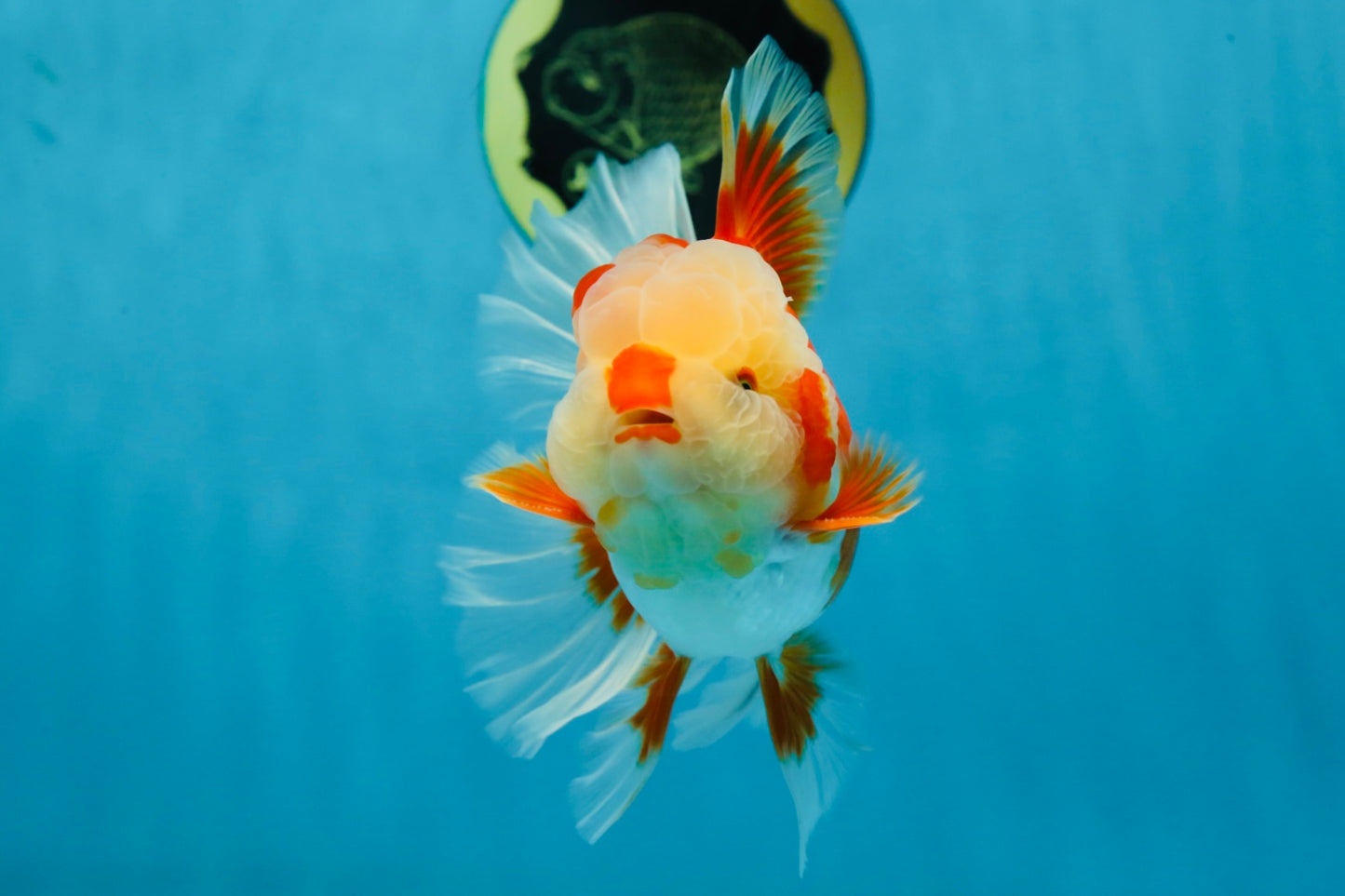 SHOW GRADE Won Runner 2nd Red White Oranda Male 5.5 inches Trophy Included #062025OR_01