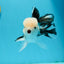 A Grade Panda Button Eyes Oranda Male 4.5-5 inches #120624OR_07