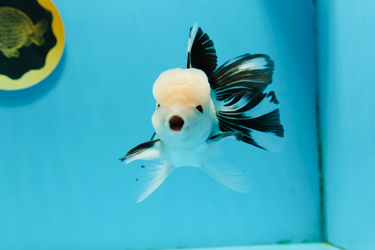 A Grade Panda Button Eyes Oranda Male 4.5-5 inches #120624OR_07