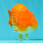 A Grade Red LionKing 4.5 inches #082126LC_19