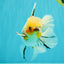 A Grade Marble Oranda Male 6.5 inches #072426OR_07