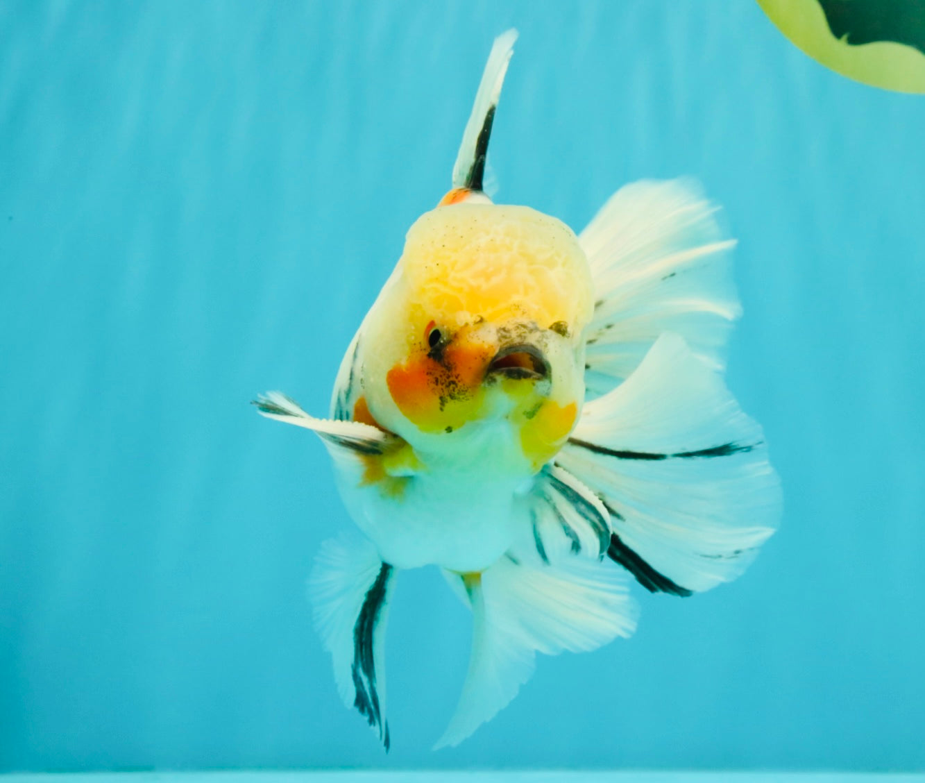A Grade Marble Oranda Male 6.5 inches #072426OR_07