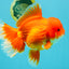 JUMBO A Grade Red White Oranda Female 7.5 inches #032026OR_02