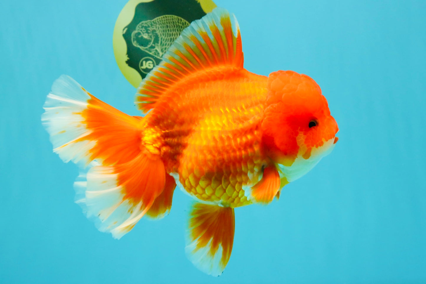 JUMBO A Grade Red White Oranda Female 7.5 inches #032026OR_02