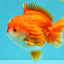 CHONKY AAA Grade Red White Yuanbao Male 5.5-6 inches #050126YB_17