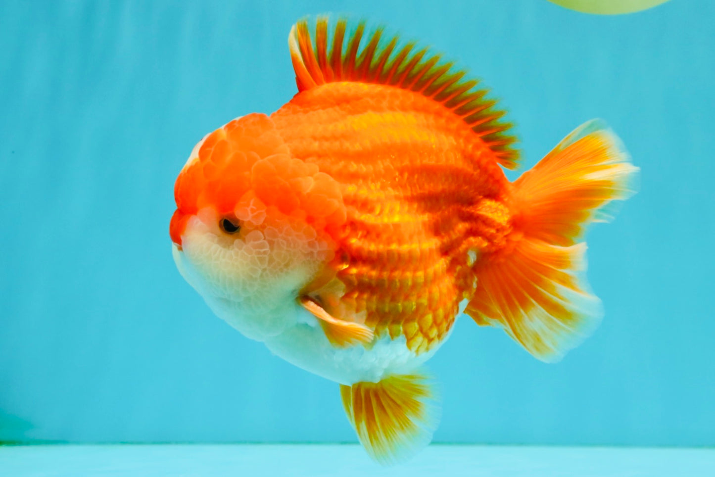 CHONKY AAA Grade Red White Yuanbao Male 5.5-6 inches #050126YB_17