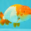 Red White Lionchu Male 4.5-5 Inches #100226LC_19