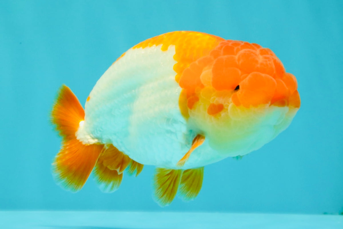 Red White Lionchu Male 4.5-5 Inches #100226LC_19