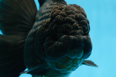 AAA Grade Godzilla Black Oranda Female 6.5 inches #081525OR_31