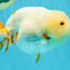 Sakura Chinese Ranchu Female 5.5 inches #022726RC_21