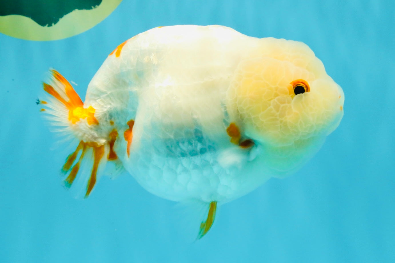 Sakura Chinese Ranchu Female 5.5 inches #022726RC_21