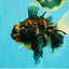 AAA Grade Special Sanke Calico Oranda Female 7 inches #071726OR_04