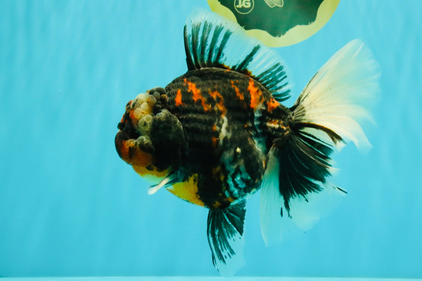 AAA Grade Special Sanke Calico Oranda Female 7 inches #071726OR_04