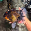 AAA Grade Broadtail Tiger Oranda Male 7.5 inches #073126OR_02