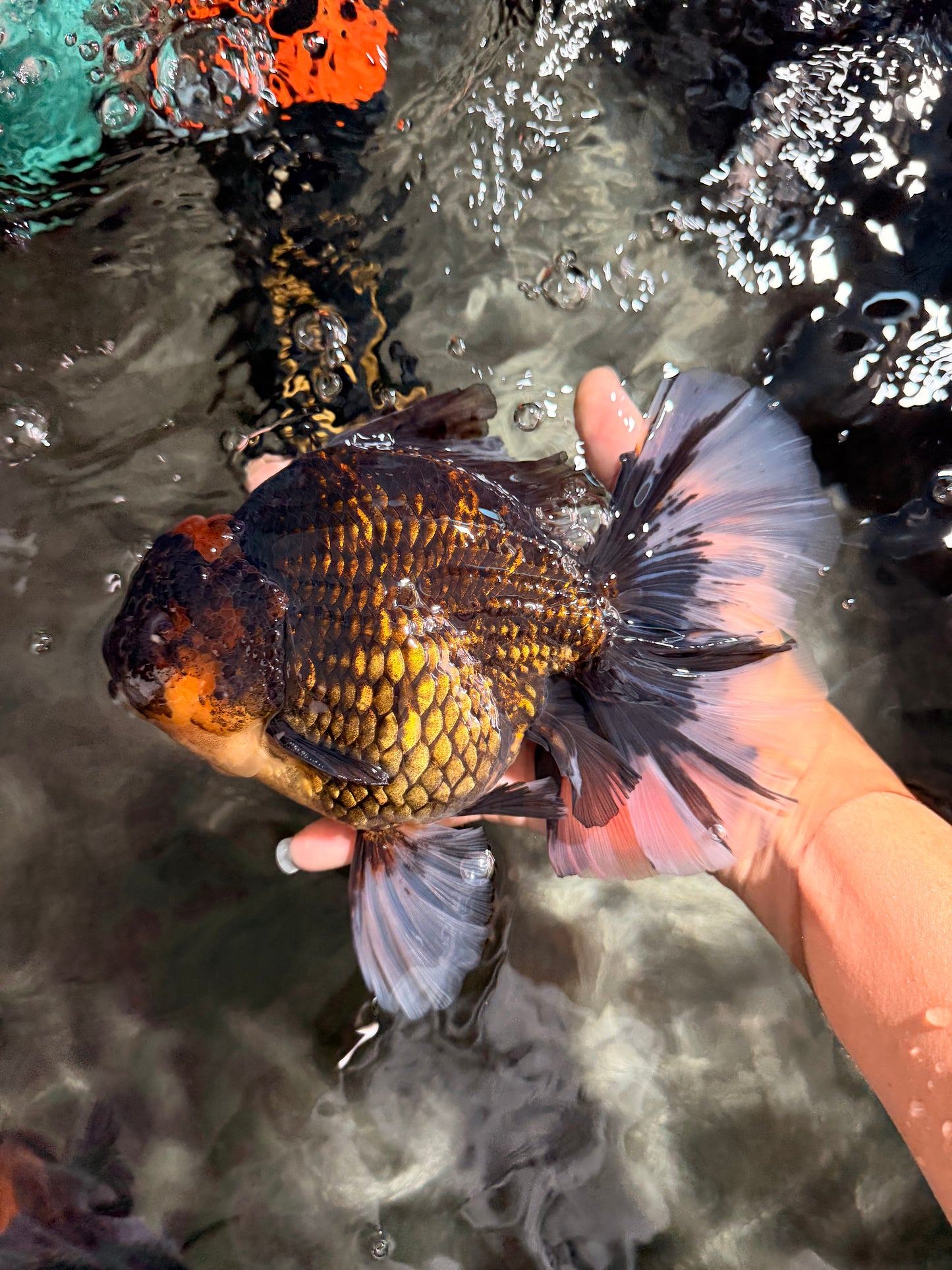 AAA Grade Broadtail Tiger Oranda Male 7.5 inches #073126OR_02