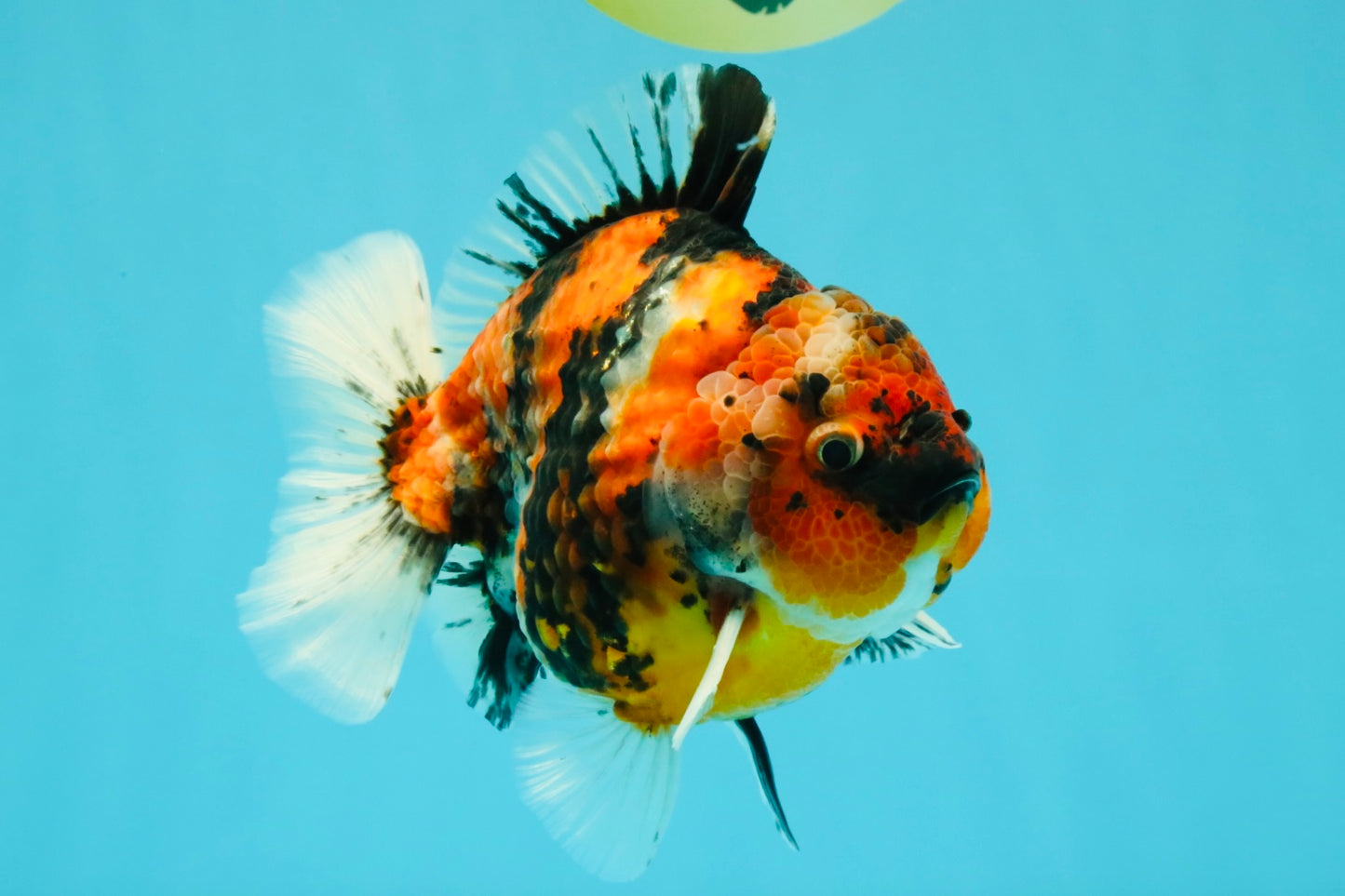 A Grade Tiger Yuanbao Male 5.5 inches #041726YB_15