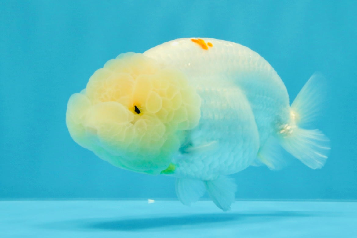 A Grade Dragon Head White LionQueen 4-4.5 inches #022726LC_23