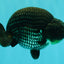 CHUBBY AAA Grade Platinum Black Blue Ranchu Male 5 inches #062626RC_09
