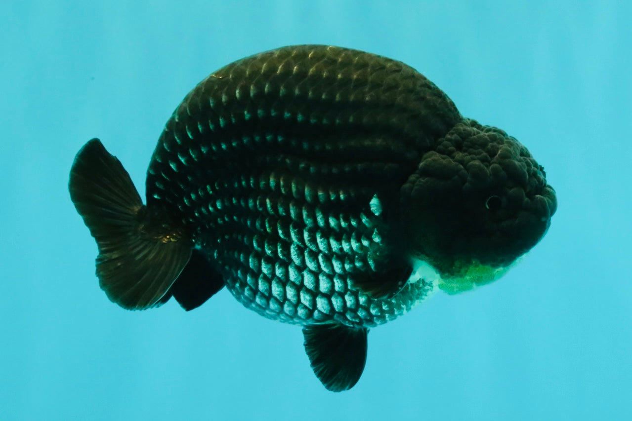 CHUBBY AAA Grade Platinum Black Blue Ranchu Male 5 inches #062626RC_09