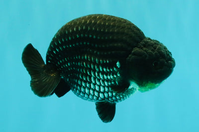 CHUBBY AAA Grade Platinum Black Blue Ranchu Male 5 inches #062626RC_09