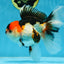 A Grade Tricolor Oranda Female 6.5 inches #070425OR_18