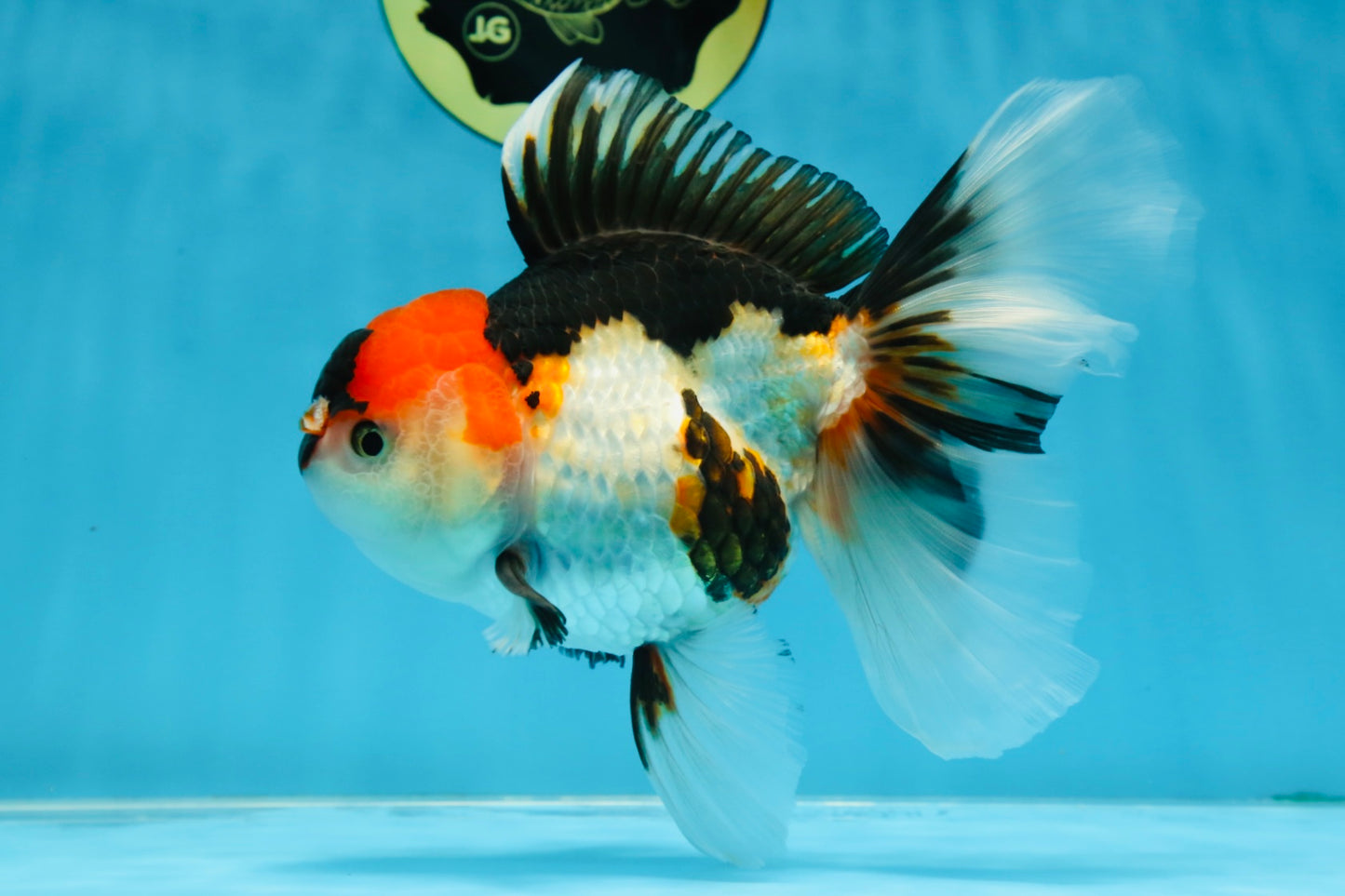 A Grade Tricolor Oranda Female 6.5 inches #070425OR_18