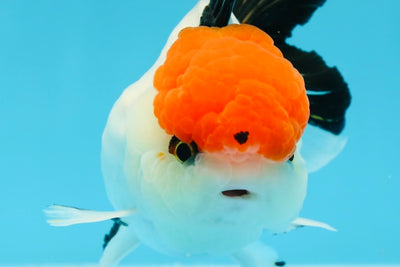 Oranda tricolor de ojos de botón de grado A, hembra de 4,5 pulgadas, n.º 0614OR_23