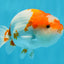 Special Kohaku Ranchu Male 4.5 inches #122724LC_09