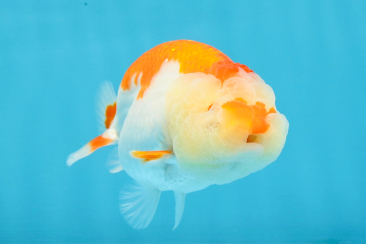 FLUFFY AAA Grade Red White LionQueen 4 inches #101725LC_02