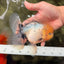 A Grade Marble Oranda Male 6 inches #062626OR_33
