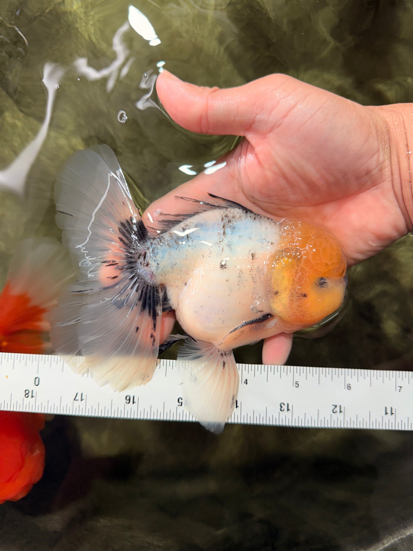 A Grade Marble Oranda Male 6 inches #062626OR_33