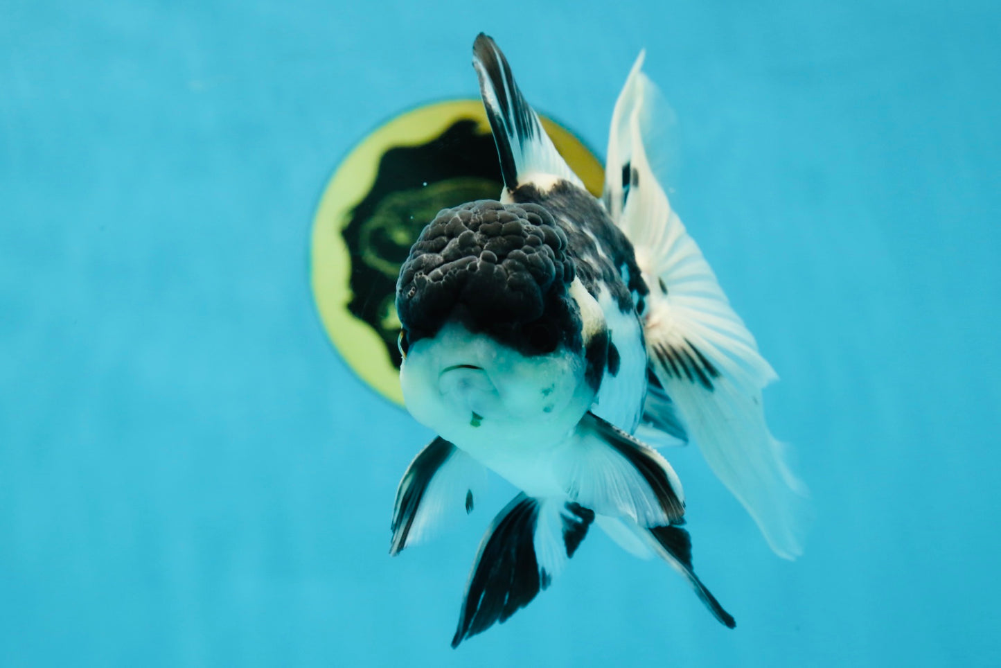 Super Panda Oranda Male 5 inches #042525OR_06