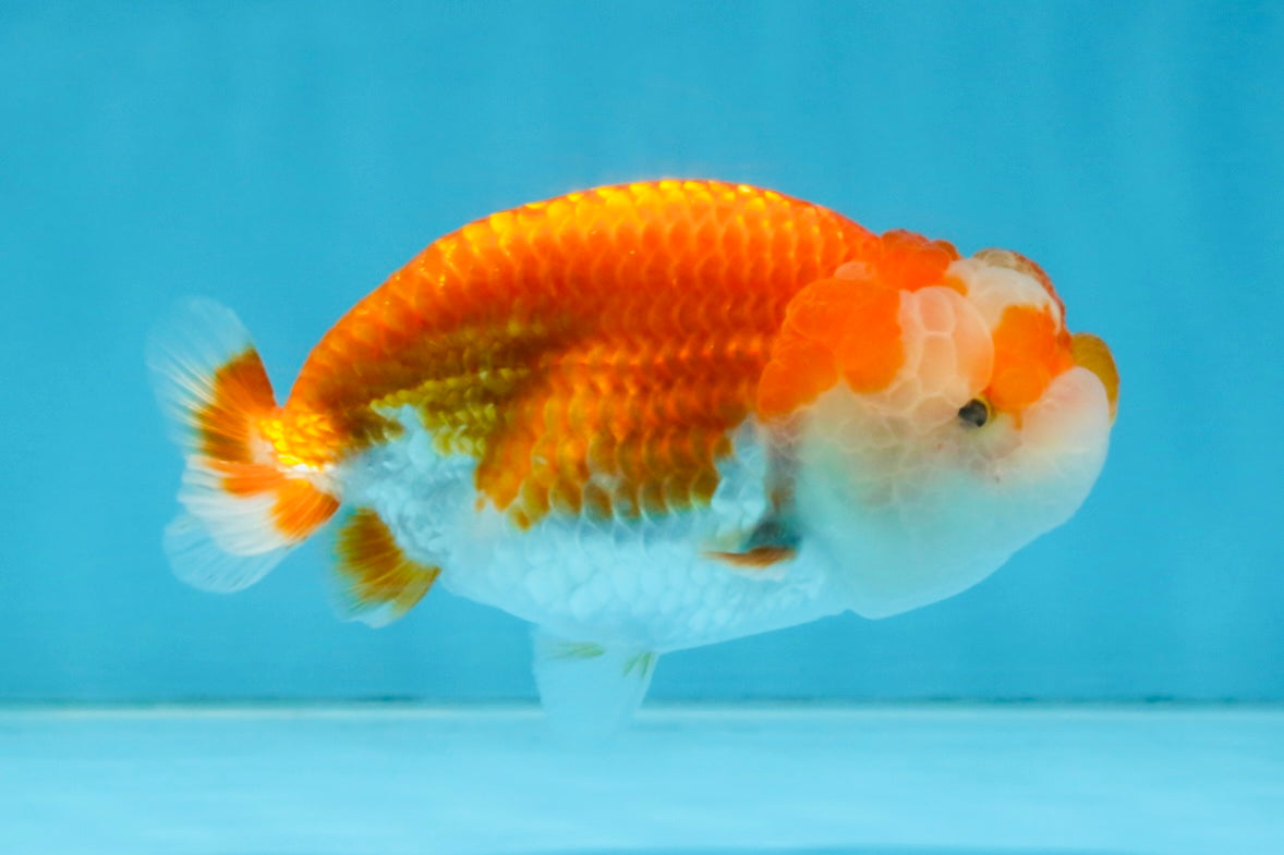 FLUFFY WEN A Grade Red White LionQueen 4 inches #112825LC_09