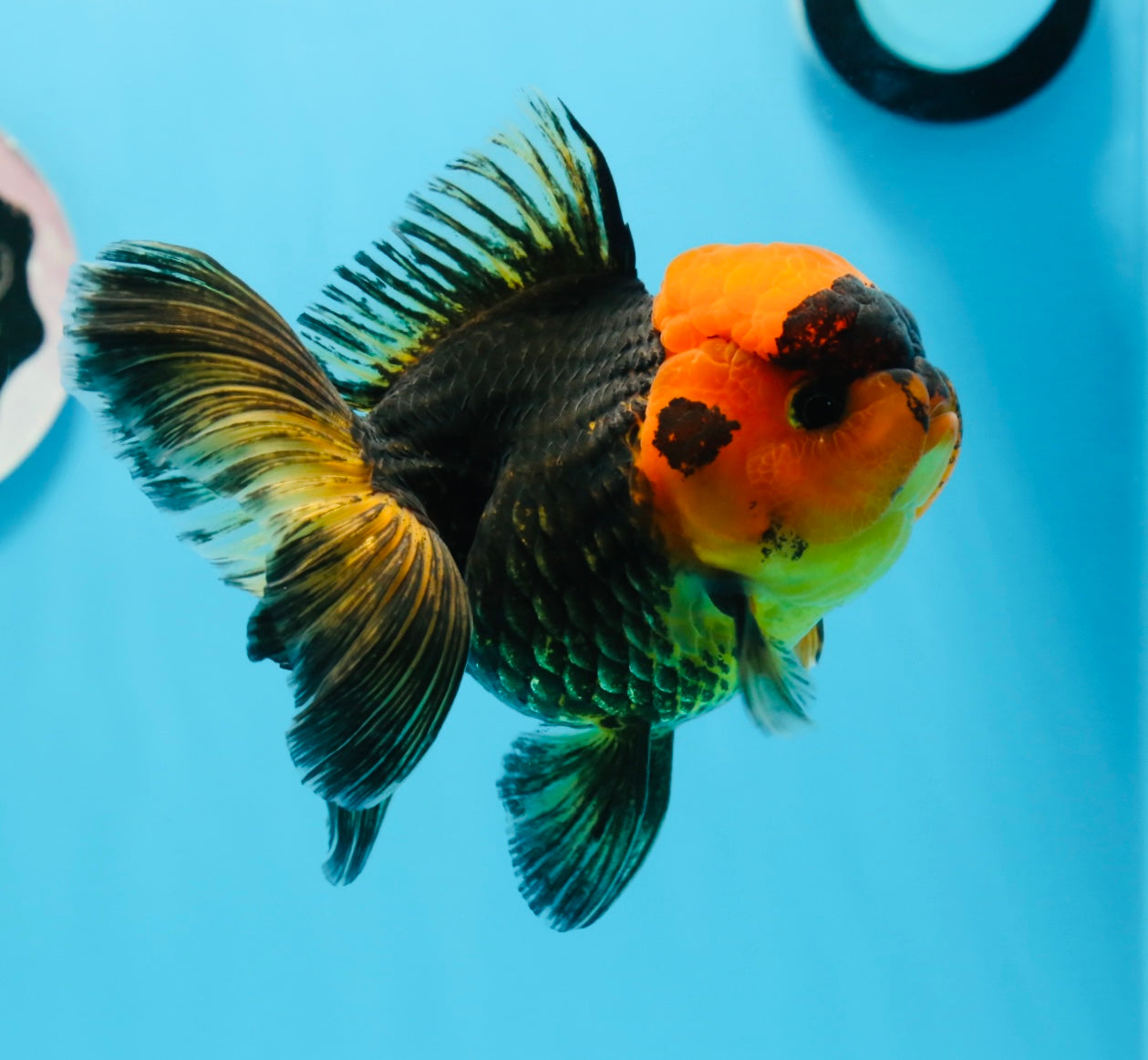 Oranda hembra roja y negra de grado A, 5 pulgadas, n.° 0920OR_32