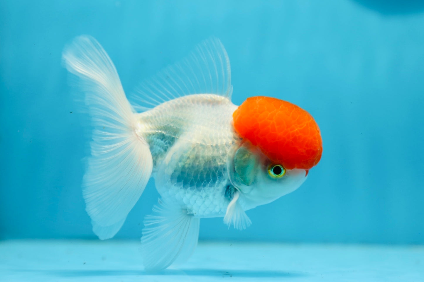 AAA Grade Tomato Head Oranda Female 4.5 inches #0825OR_03