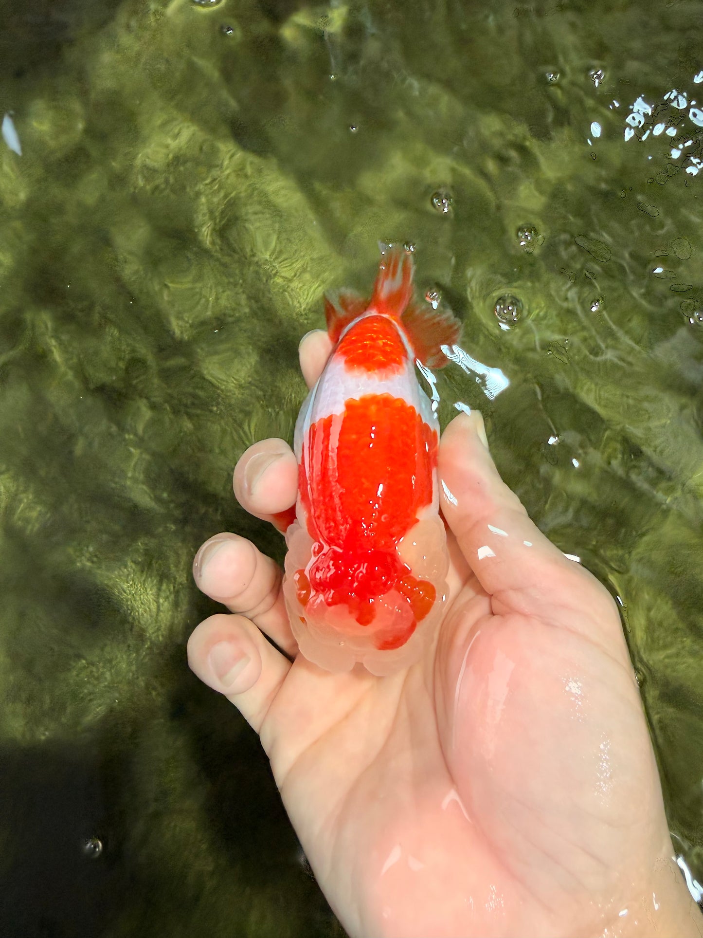 A Grade Kohaku Red White LionQueen 4-4.5 inches #031326LC_10