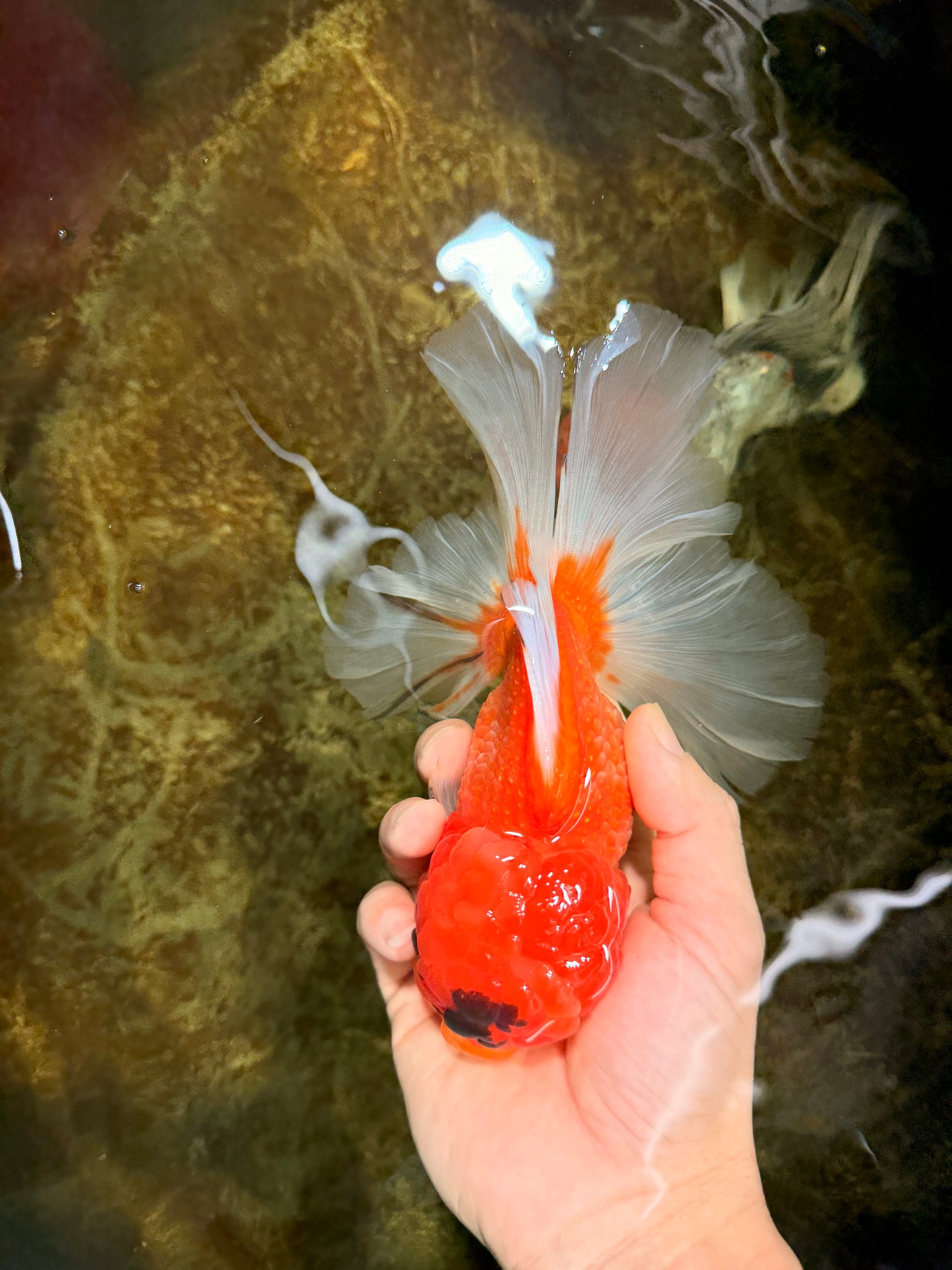 A Grade Sakura Oranda Male 6-6.5 inches #121925OR_11