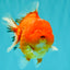 TOMATO AAA Grade Red Sakura Yuanbao Male 5 inches #092526YB_11