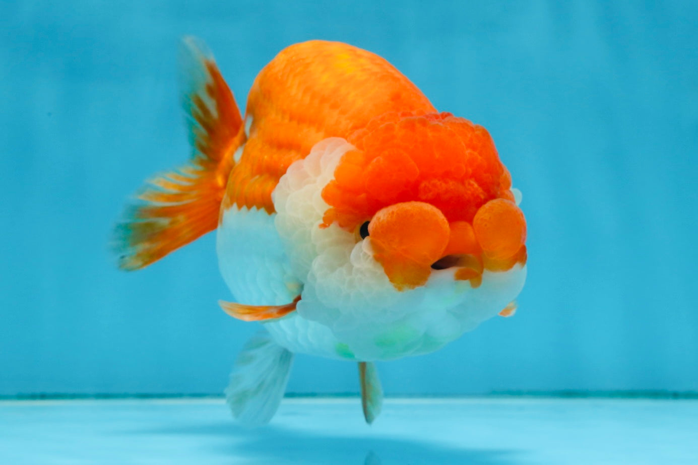 A Grade FLUFFY WEN Red White LionQueen 5.5 inches #091925LC_25