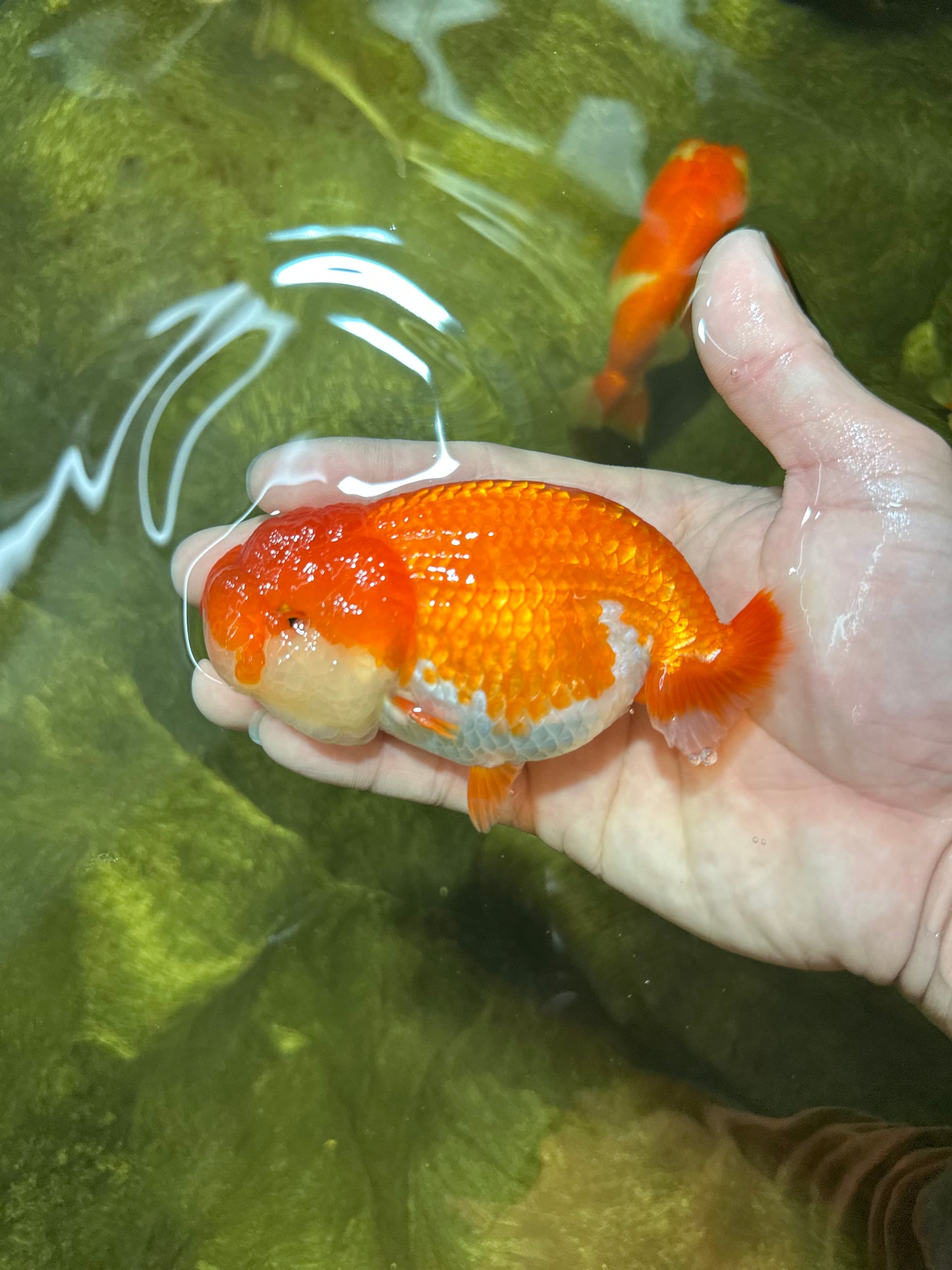 CHEEKY AAA Grade Red White LionQueen 4-4.5 inches #041825LC_03