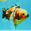 A Grade Calico Marble Yuanbao Female 6 inches #050126YB_15