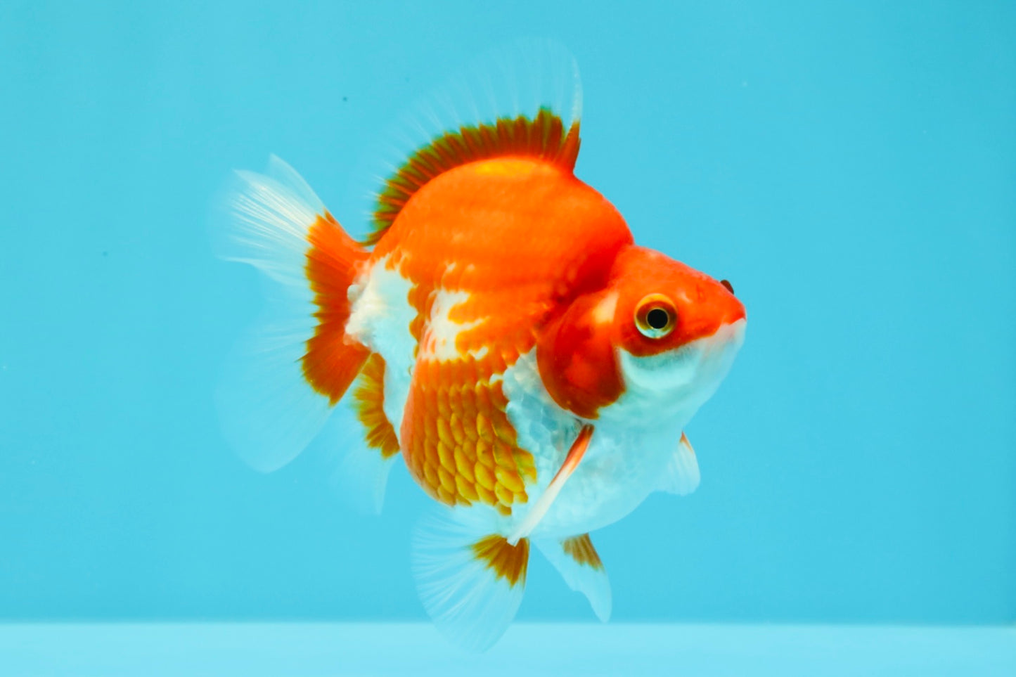 AAA Grade Red White Ryukin Male 4 inches #031326RK_30