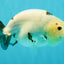 Cow Chinese Ranchu Female 5.5 inches #032026RC_29