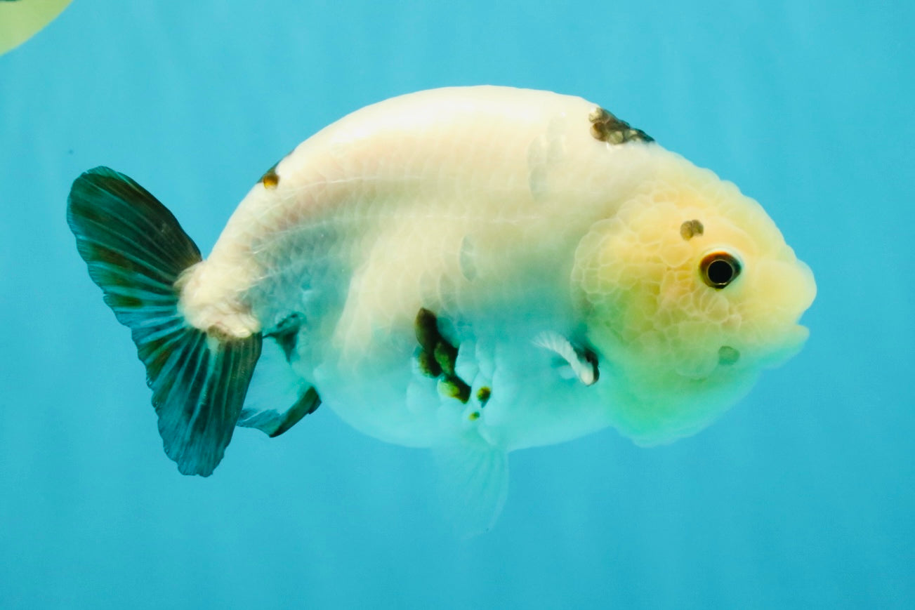 Cow Chinese Ranchu Female 5.5 inches #032026RC_29