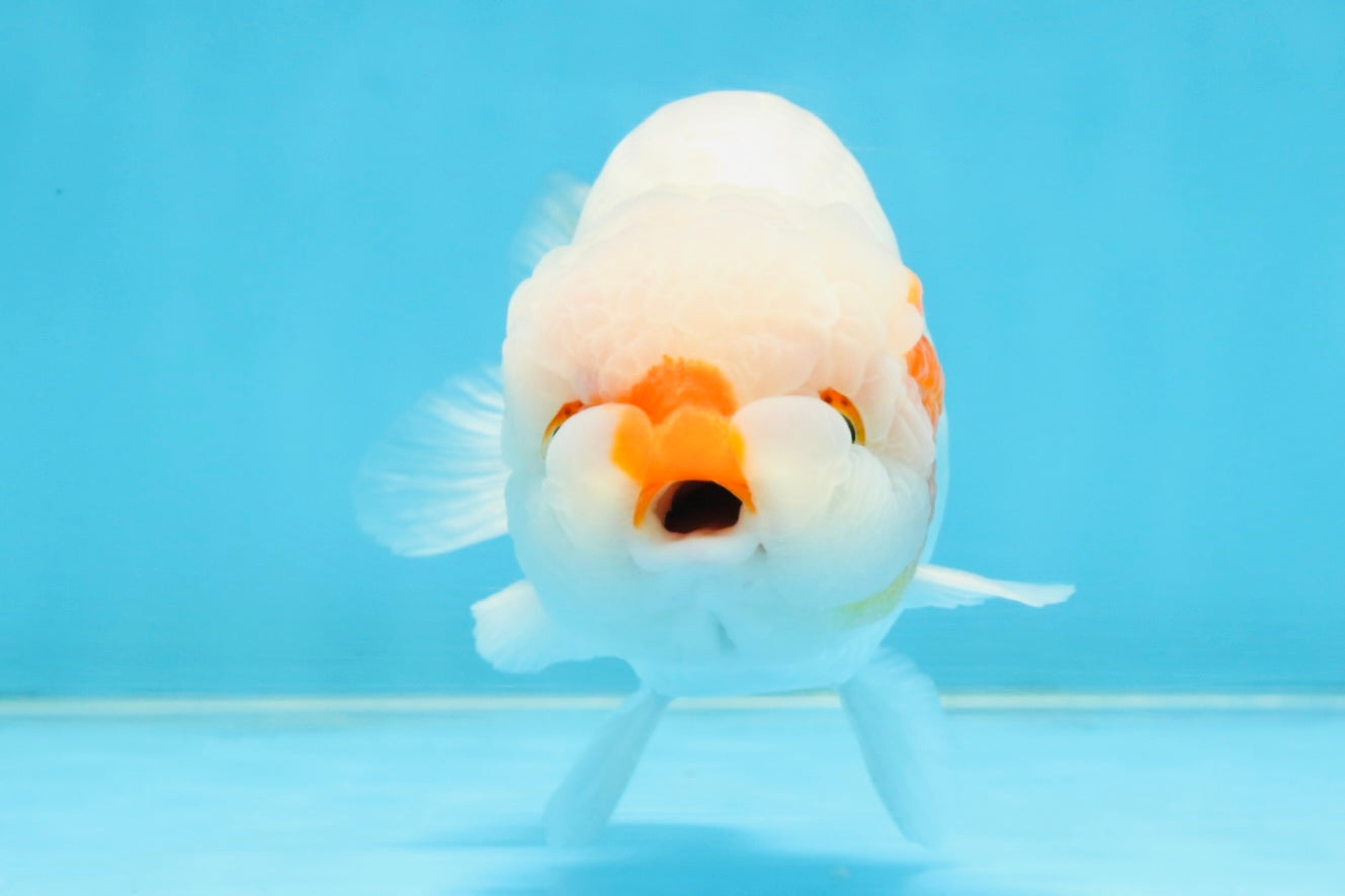 A Grade Red White LionKing 5-5.5 inches #112125LC_03