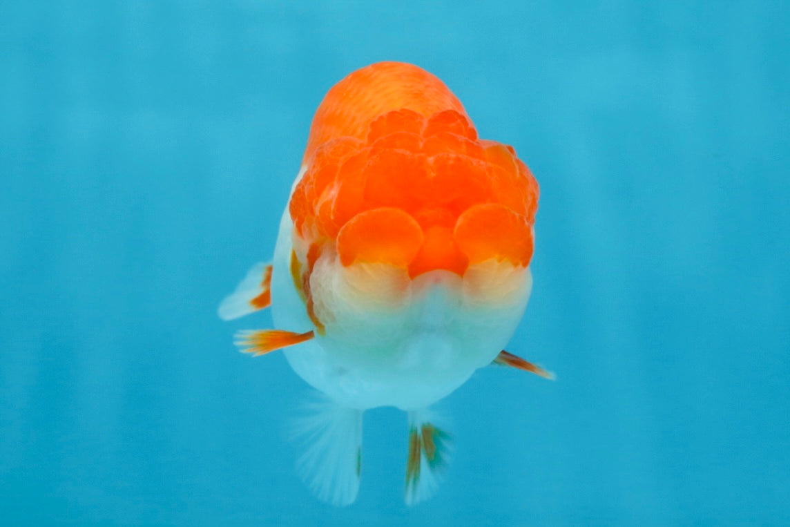 AAA Grade Red White LionQueen 4 inches #101725LC_10