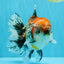 CHUNKY AAA Grade Kirin Calico Oranda Male 6.5 inches #041026OR_02