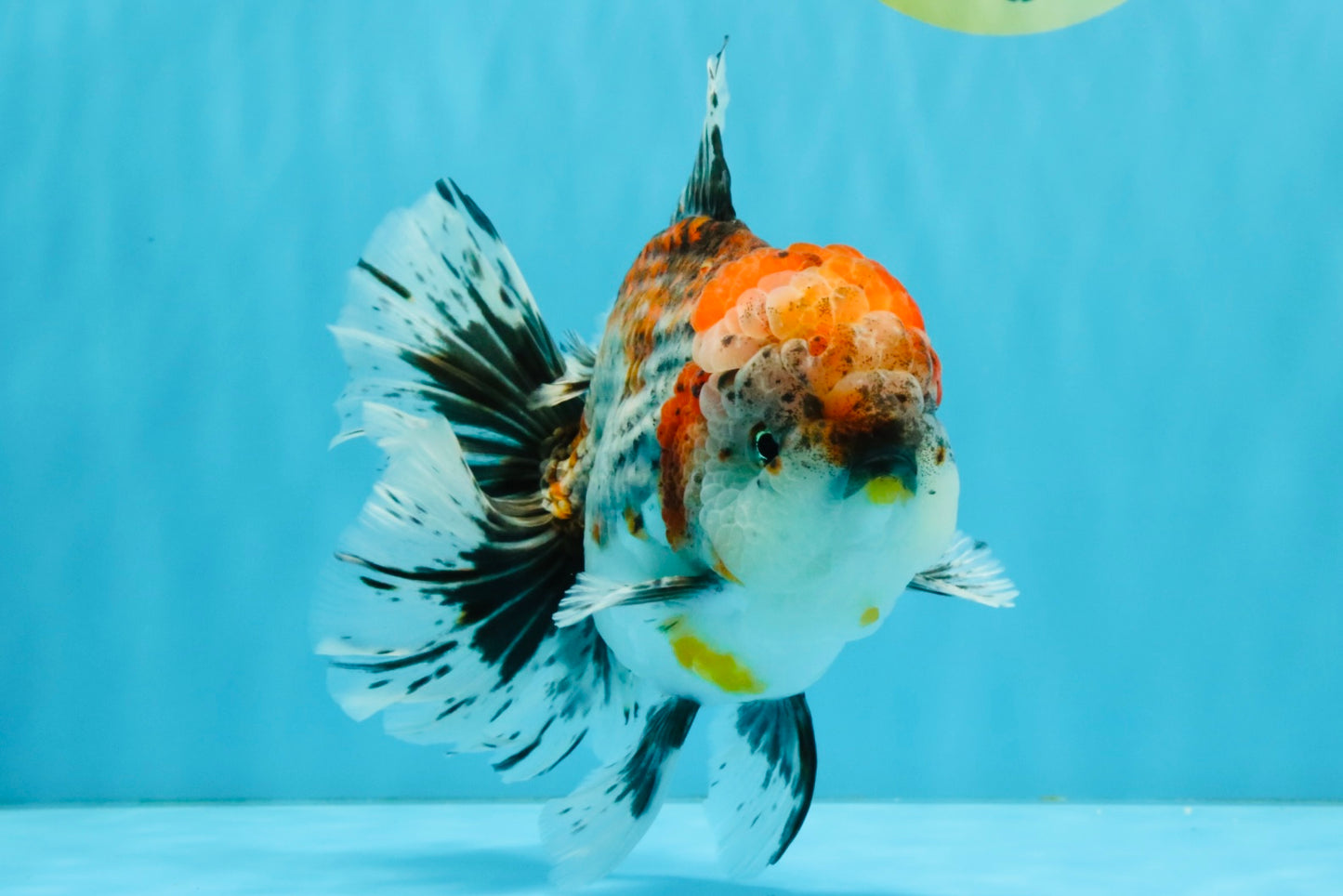 CHUNKY AAA Grade Kirin Calico Oranda Male 6.5 inches #041026OR_02