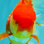 IRON MAN A Grade Red White Oranda Female 6-6.5 inches #080726OR_07