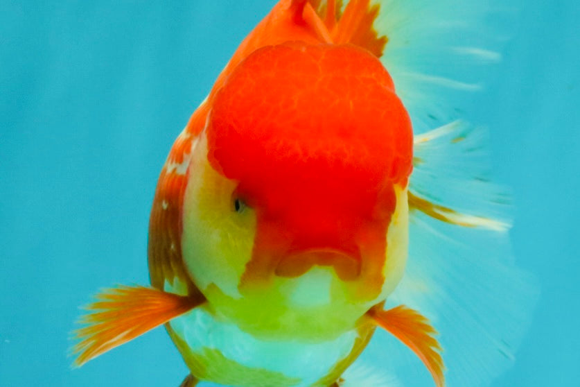 IRON MAN A Grade Red White Oranda Female 6-6.5 inches #080726OR_07